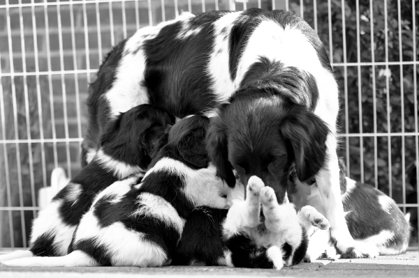 Stabyhoun.nl Stabyhoun.nl