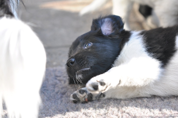 Stabyhoun.nl Stabyhoun.nl