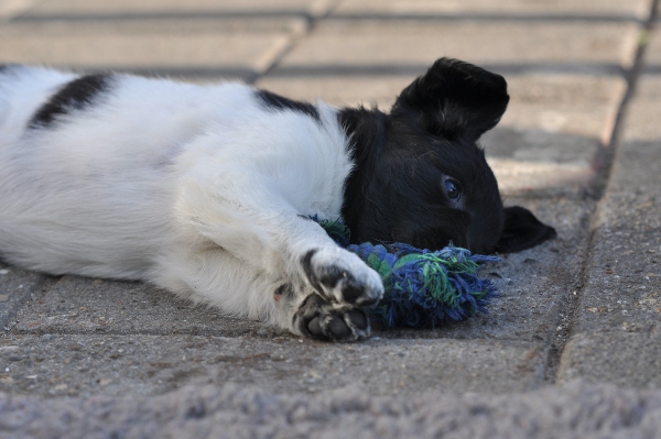 Stabyhoun.nl Stabyhoun.nl