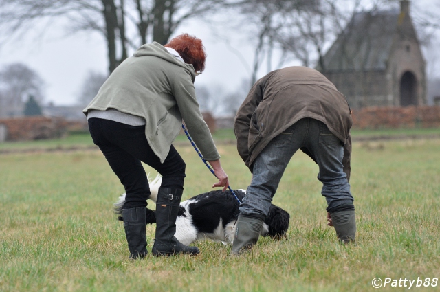 Stabyhoun.nl Stabyhoun.nl