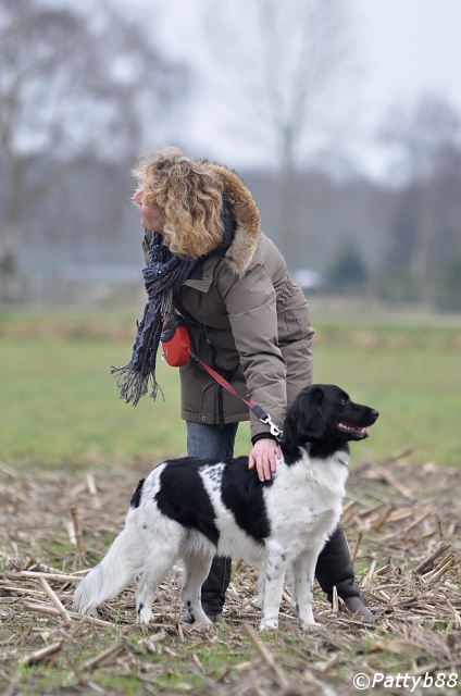 Stabyhoun.nl Stabyhoun.nl