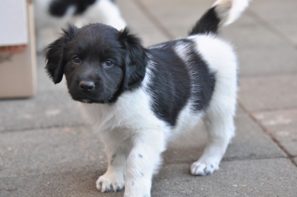 Stabyhoun.nl Stabyhoun.nl