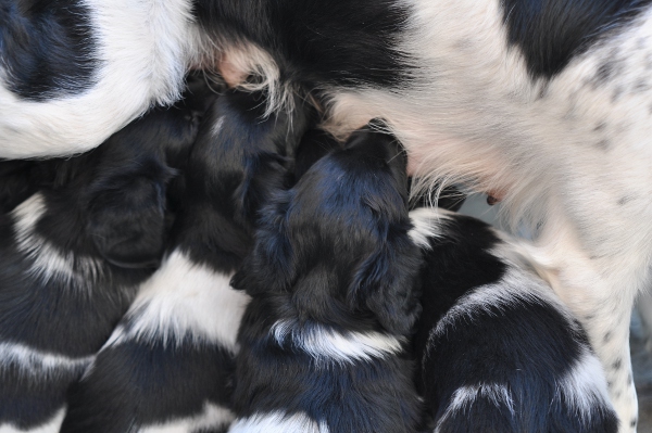 Stabyhoun.nl Stabyhoun.nl