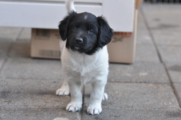 Stabyhoun.nl Stabyhoun.nl