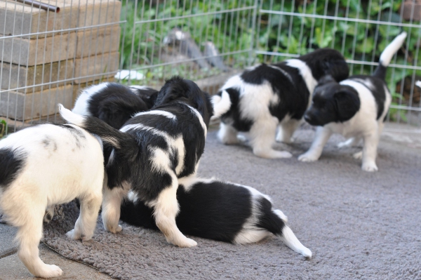 Stabyhoun.nl Stabyhoun.nl