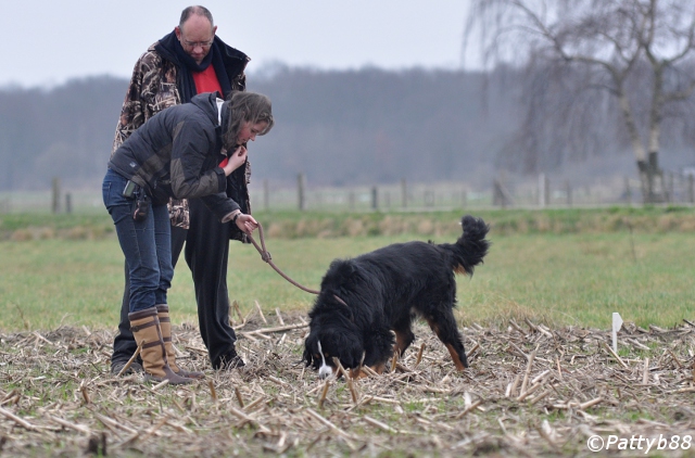Stabyhoun.nl Stabyhoun.nl