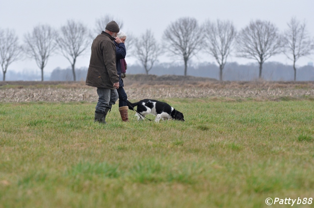 Stabyhoun.nl Stabyhoun.nl