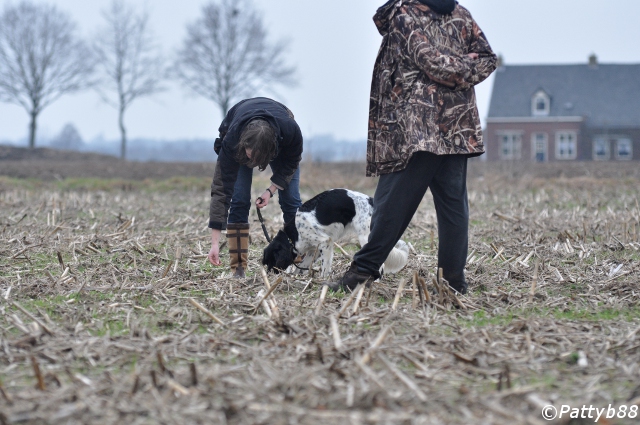 Stabyhoun.nl Stabyhoun.nl