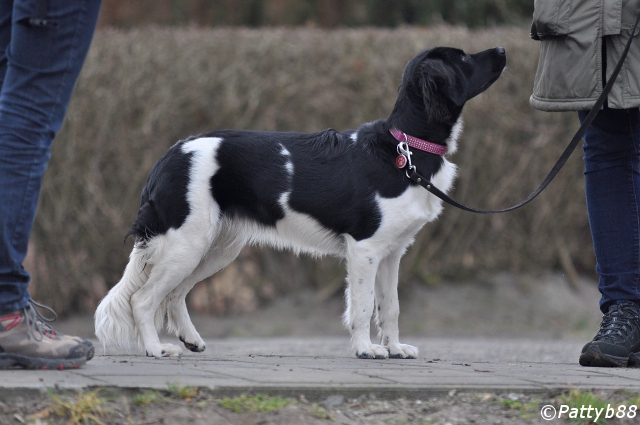 Stabyhoun.nl Stabyhoun.nl