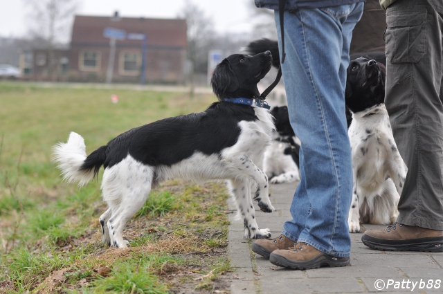 Stabyhoun.nl Stabyhoun.nl