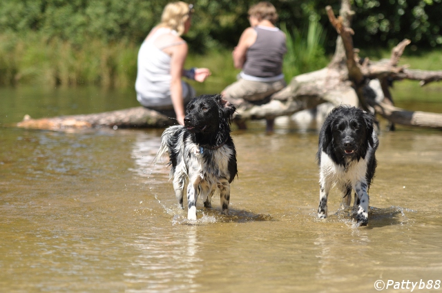 Stabyhoun.nl Stabyhoun.nl