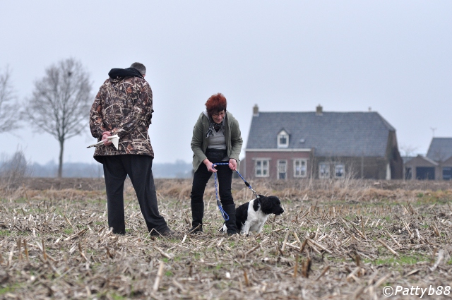 Stabyhoun.nl Stabyhoun.nl