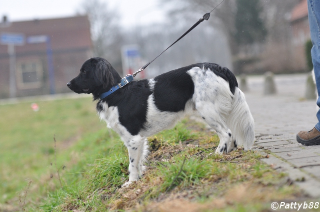 Stabyhoun.nl Stabyhoun.nl