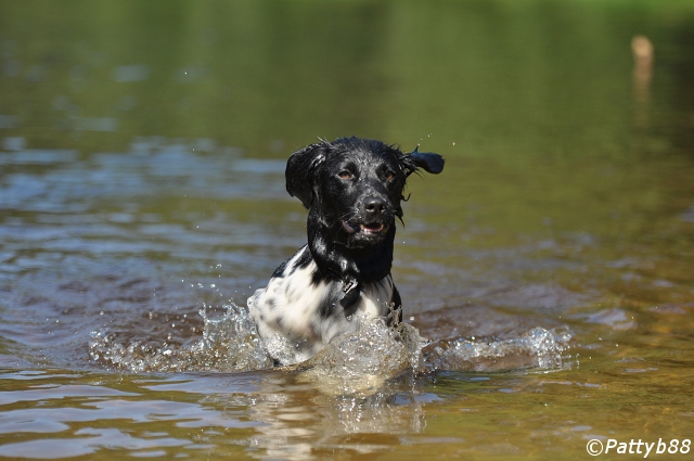 Stabyhoun.nl Stabyhoun.nl