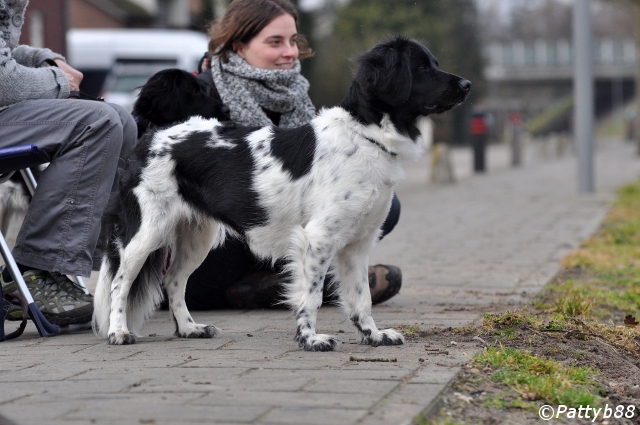 Stabyhoun.nl Stabyhoun.nl