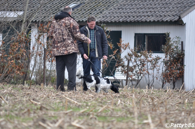 Stabyhoun.nl Stabyhoun.nl