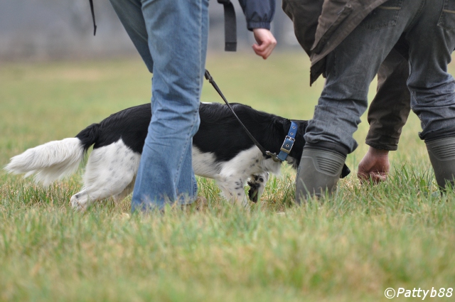 Stabyhoun.nl Stabyhoun.nl