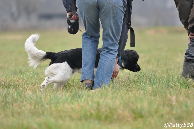 Stabyhoun.nl Stabyhoun.nl