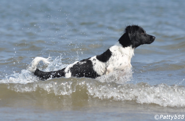 Stabyhoun.nl Stabyhoun.nl