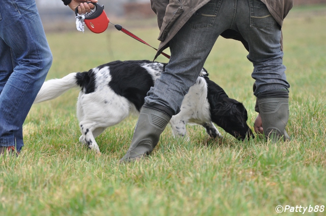 Stabyhoun.nl Stabyhoun.nl