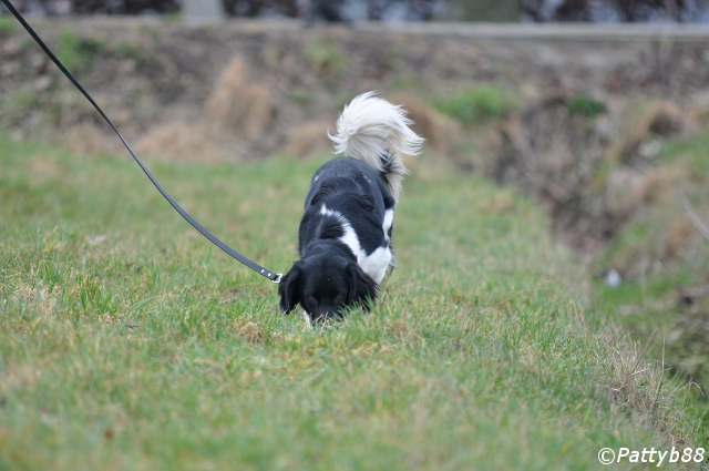 Stabyhoun.nl Stabyhoun.nl