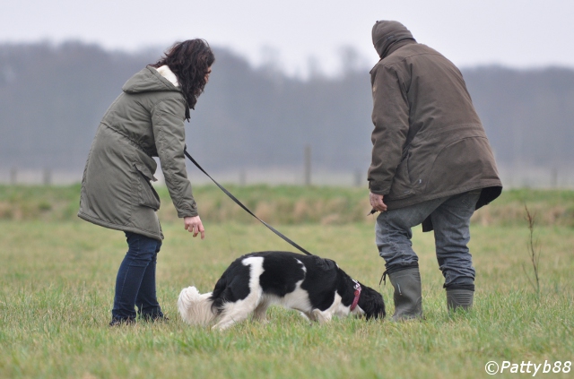 Stabyhoun.nl Stabyhoun.nl