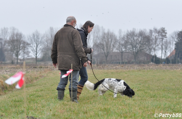 Stabyhoun.nl Stabyhoun.nl