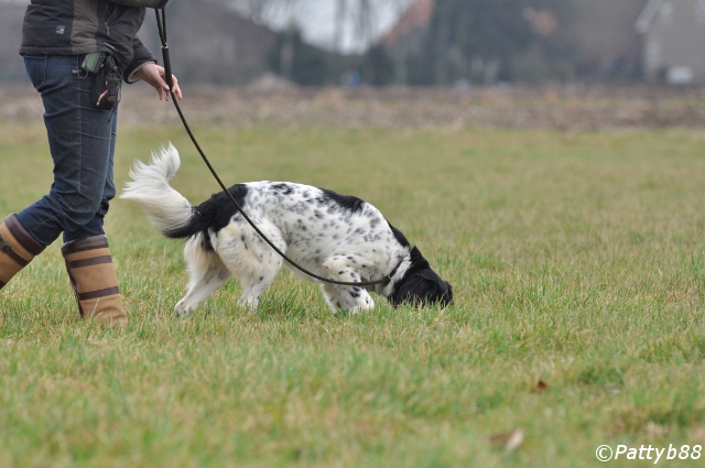 Stabyhoun.nl Stabyhoun.nl