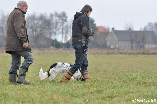 Stabyhoun.nl Stabyhoun.nl