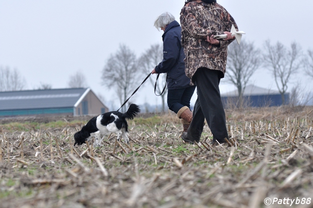 Stabyhoun.nl Stabyhoun.nl