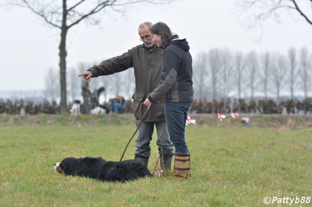 Stabyhoun.nl Stabyhoun.nl