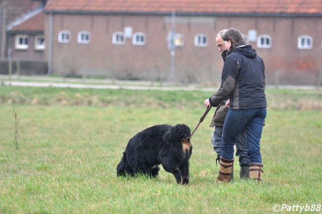 Stabyhoun.nl Stabyhoun.nl