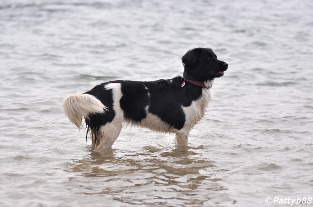 Stabyhoun.nl Stabyhoun.nl