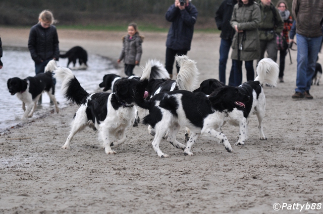 Stabyhoun.nl Stabyhoun.nl