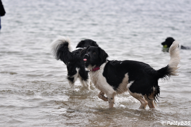 Stabyhoun.nl Stabyhoun.nl