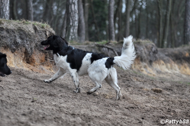 Stabyhoun.nl Stabyhoun.nl