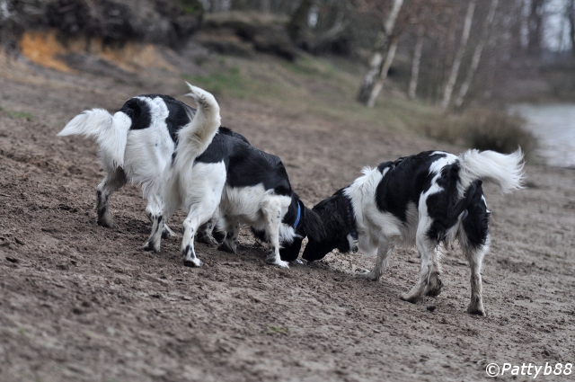 Stabyhoun.nl Stabyhoun.nl