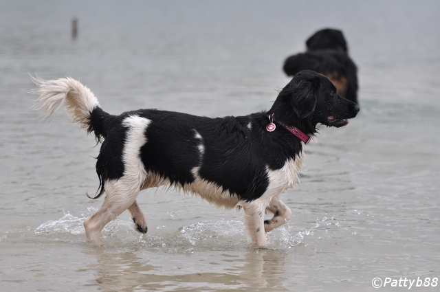 Stabyhoun.nl Stabyhoun.nl