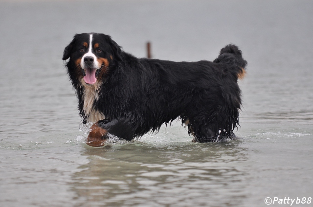 Stabyhoun.nl Stabyhoun.nl