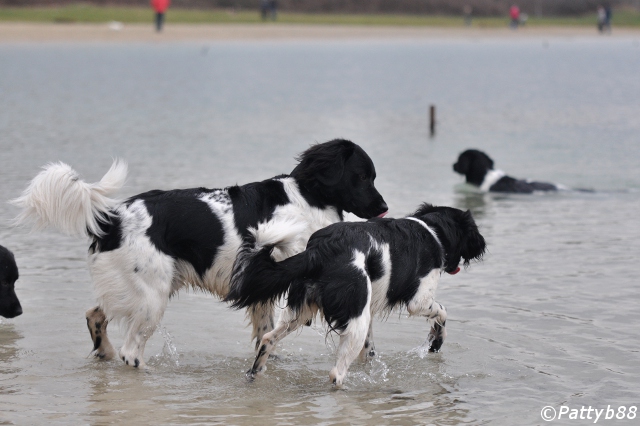 Stabyhoun.nl Stabyhoun.nl