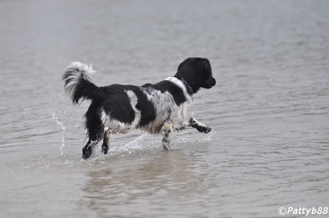 Stabyhoun.nl Stabyhoun.nl