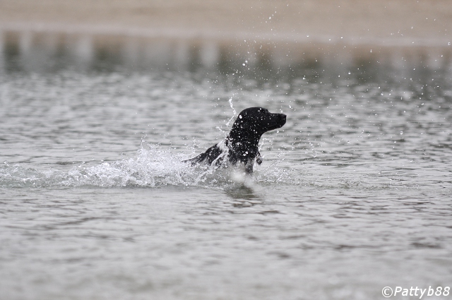 Stabyhoun.nl Stabyhoun.nl