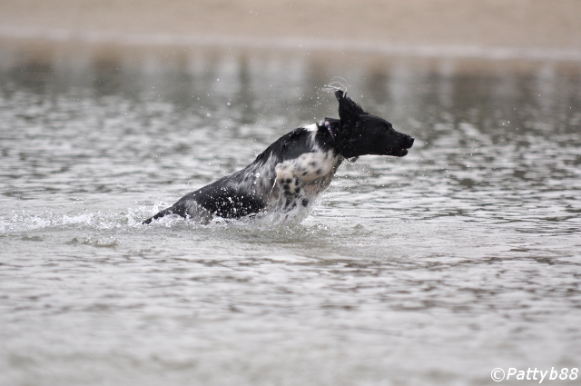 Stabyhoun.nl Stabyhoun.nl