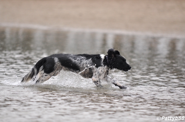 Stabyhoun.nl Stabyhoun.nl