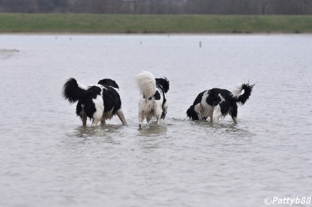 Stabyhoun.nl Stabyhoun.nl