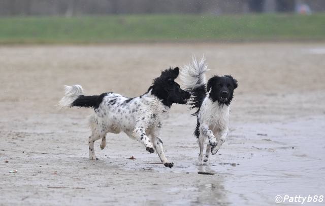 Stabyhoun.nl Stabyhoun.nl