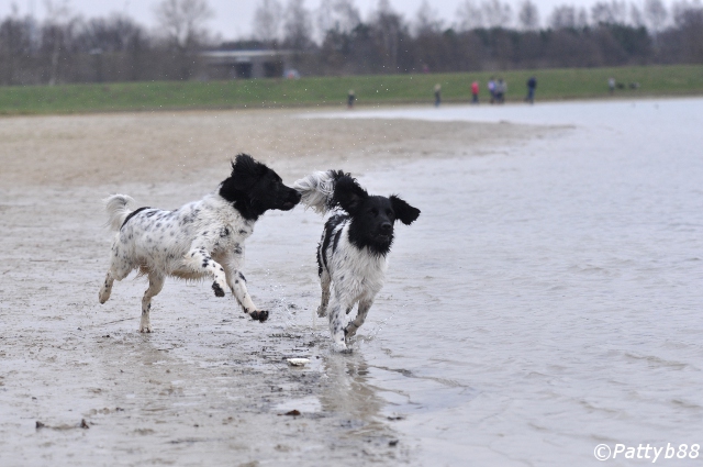 Stabyhoun.nl Stabyhoun.nl
