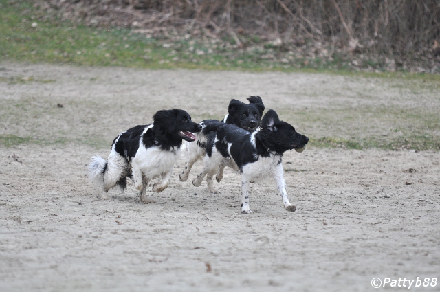 Stabyhoun.nl Stabyhoun.nl