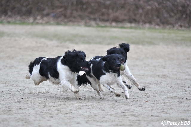 Stabyhoun.nl Stabyhoun.nl