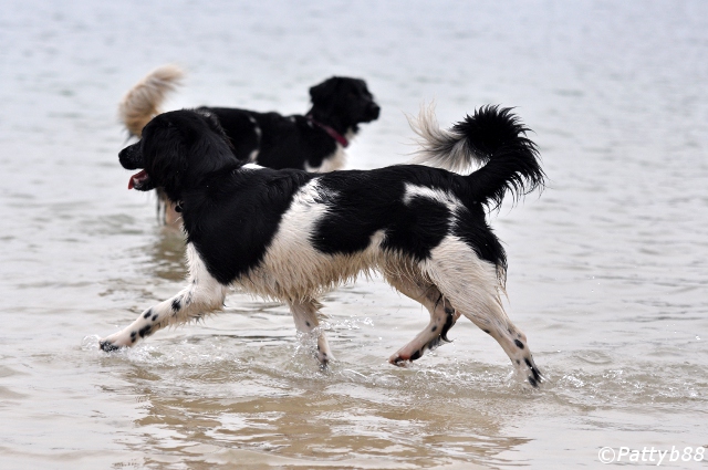 Stabyhoun.nl Stabyhoun.nl